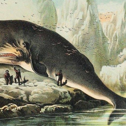 Resources-Logbook-whale-catches