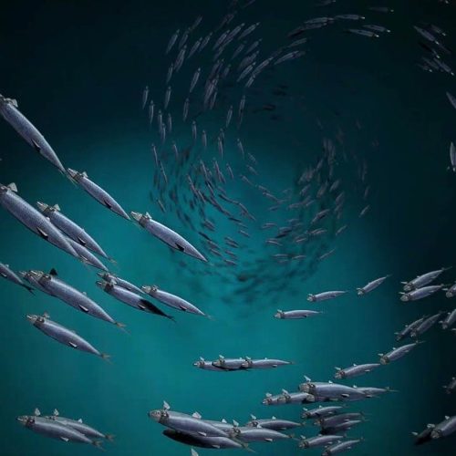 Resources-The-Fish-Revolution-destaque